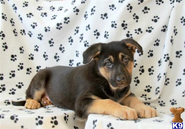 mypups4ever Picture 2